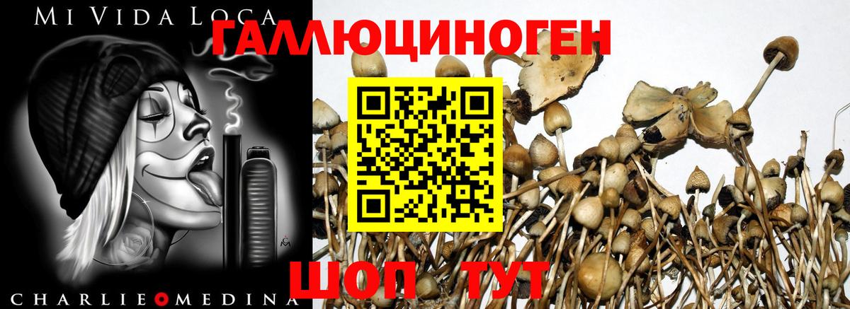 Ртищево  Псилоцибиновые грибы Psilocybe  Вход с VPN  Галлюциногенные грибы мицелий 
